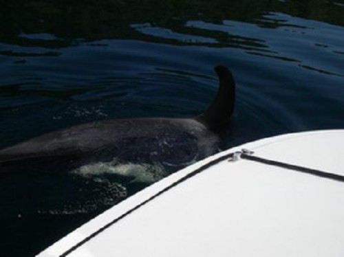 orca chase salmon around