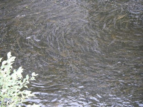 salmon in the Glendale River