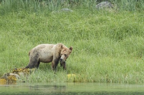 Skinny spring grizzly bears