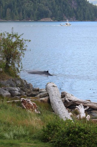 humpback in fron of Grizzly Bear Lodge
