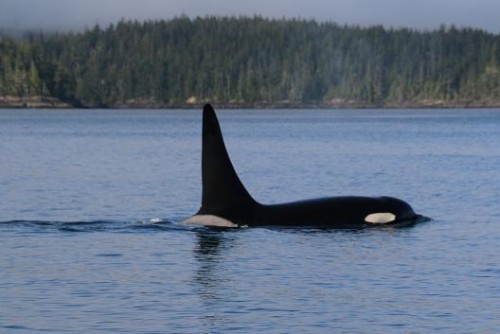 large male orca