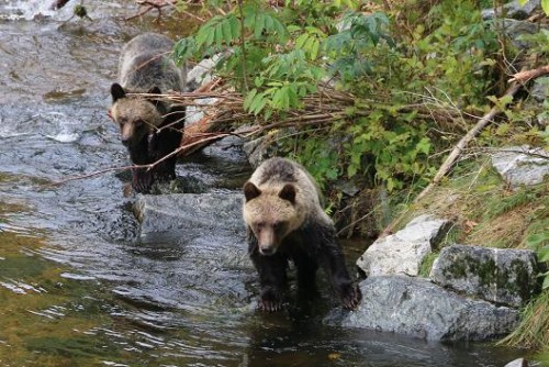 grizzly bears fishing