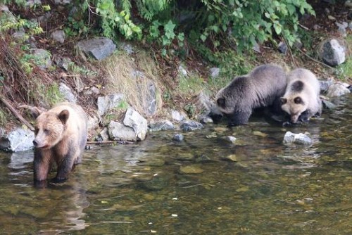grizzly bears fishing