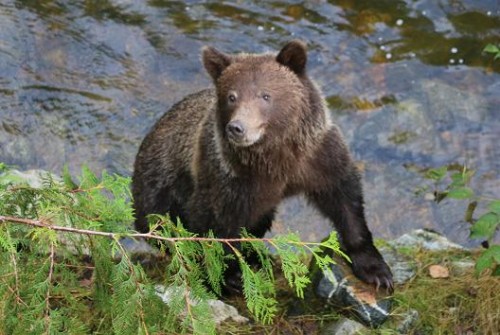 grizzly watching guest