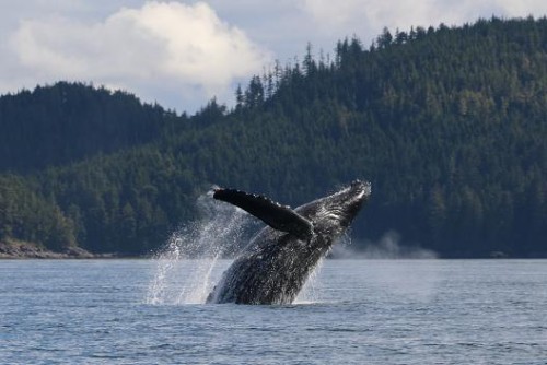 breaching humpback whale