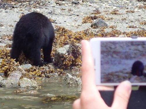 black bear on beach