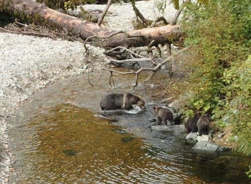 grizzly cubs waiting