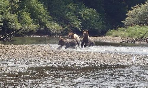 grizzly cubs catch salmon