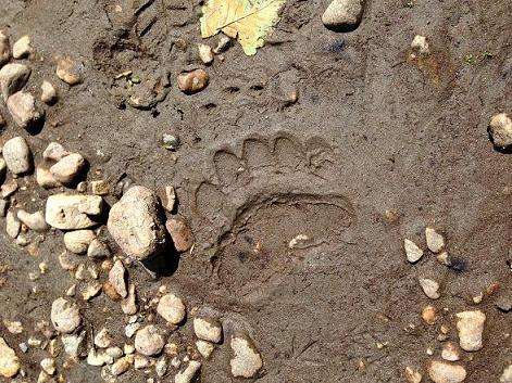 grizzly bear tracks	