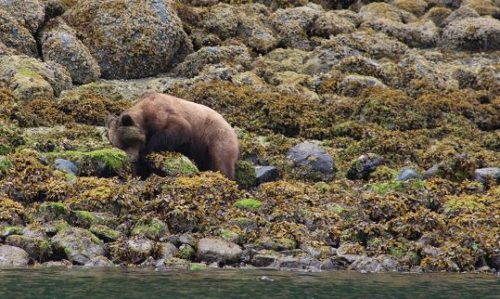 GRIZZLY BEAR FORAGING ON BEACH