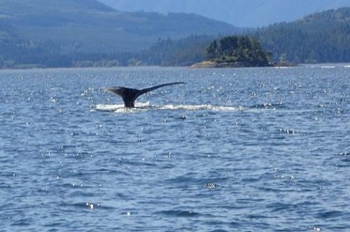 humpback whale fluking