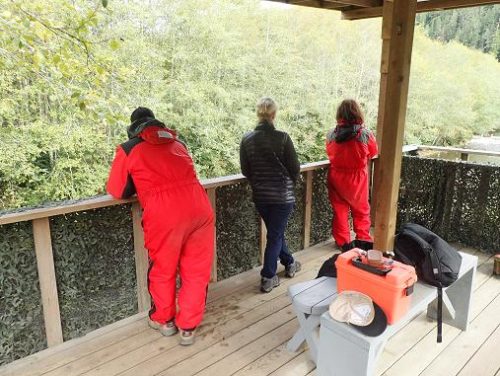 grizzly bear viewing stands