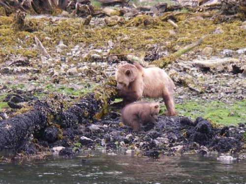 grizzly cub turning rocks