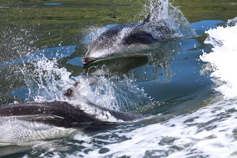  Dolphins playing 