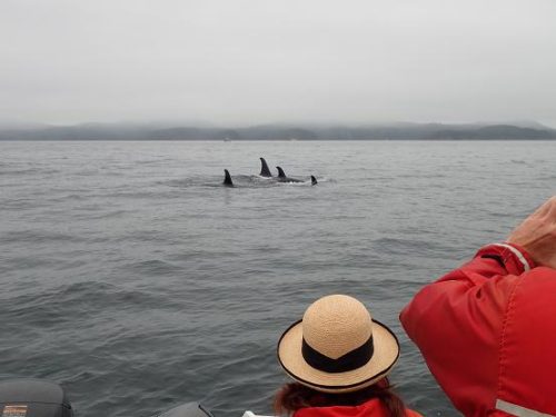 killer whales passing