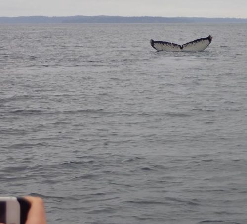 whales feeding