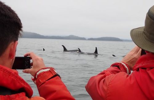 killer whales visit