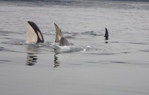 killer whale young playing