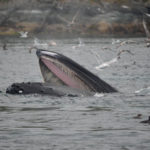 humpback lunge Vancouver Island