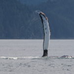 humpback flipper Johnstone Strait