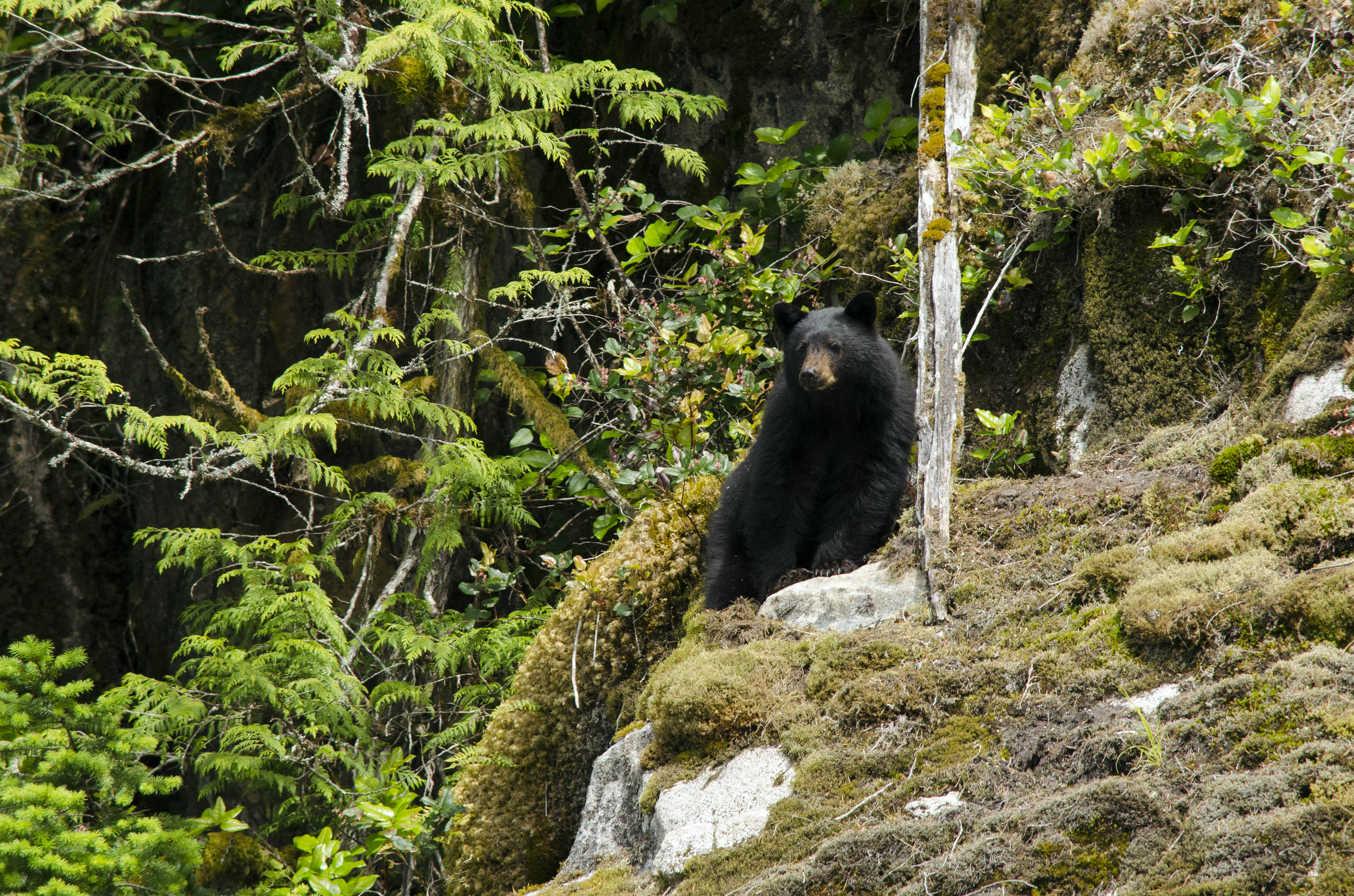 Black Bear Climbing Skills | Grizzly Bear Tours & Whale Watching ...