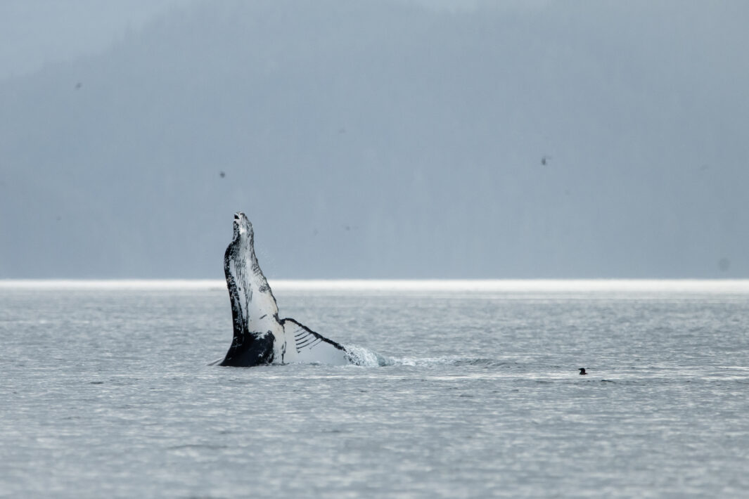 Humpback Whale Identification Grizzly Bear Tours & Whale Watching