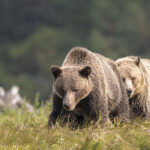 Large Grizzly Bears