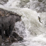 Spawning Salmon Grizzly Supper