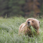 Grazing Grizzly Bear