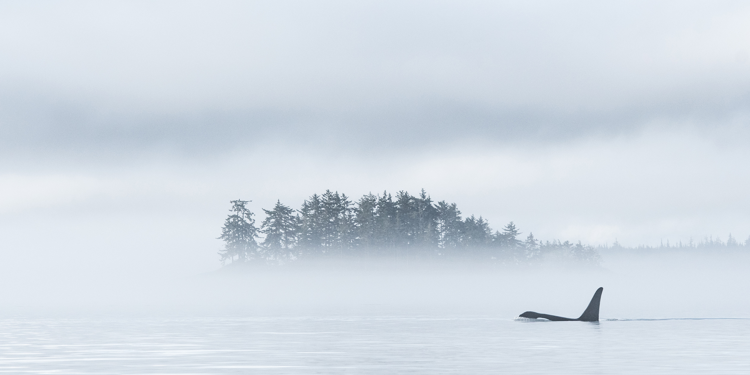 Orca killer whale in the fog